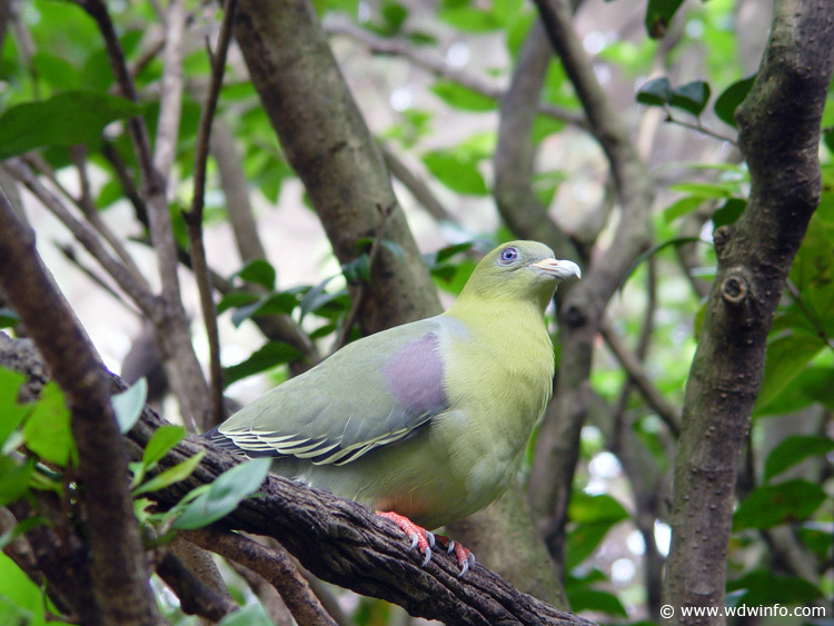 Discovery_Cove_Aviary_33