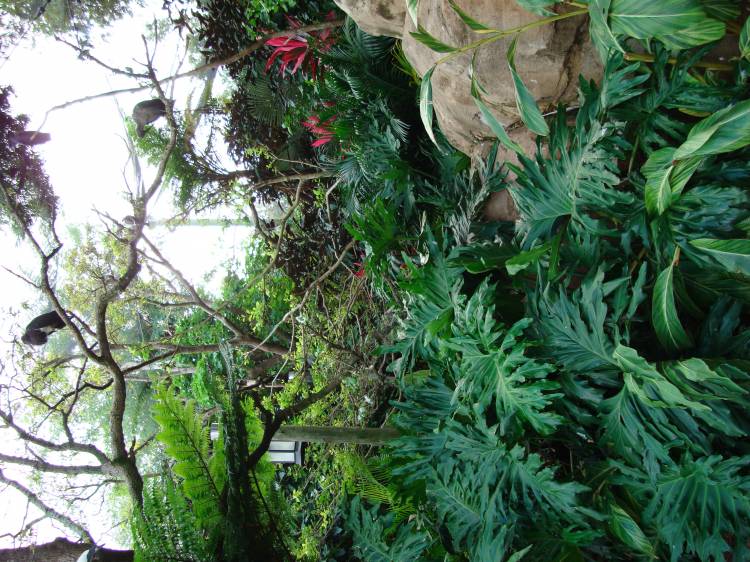 Discovery_Cove_Aviary_36