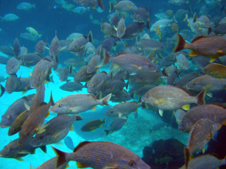 Discovery_Cove_Coral_Reef_10
