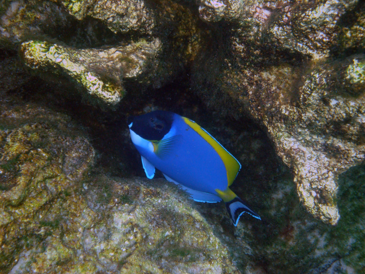 Discovery_Cove_Coral_Reef_13