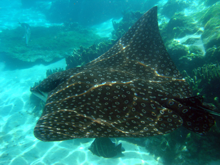 Discovery_Cove_Coral_Reef_23
