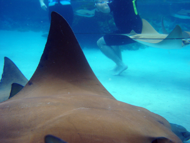 Discovery_Cove_Coral_Reef_29