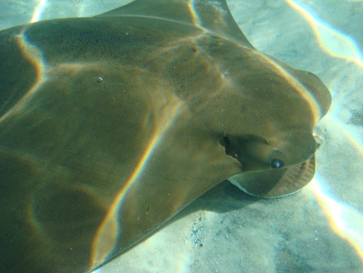 Discovery_Cove_Coral_Reef_31