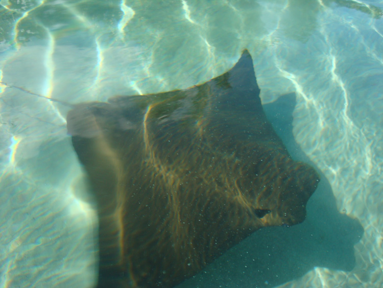 Discovery_Cove_Coral_Reef_33