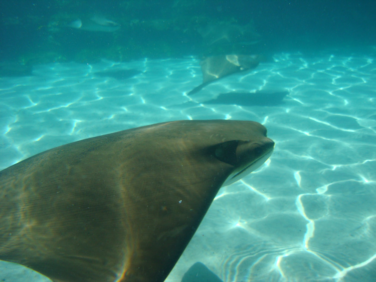Discovery_Cove_Coral_Reef_34