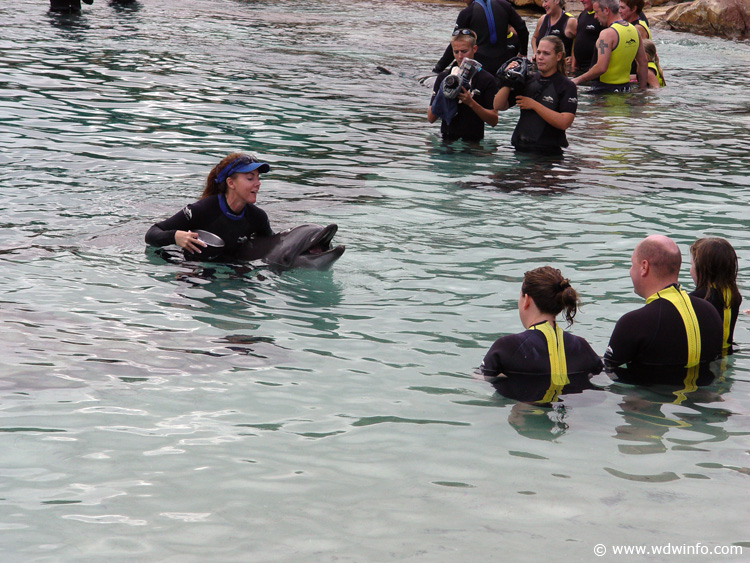 Discovery_Cove_Dolphin_Encounter_06