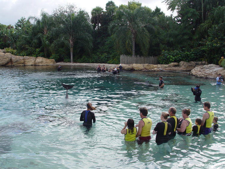 Discovery_Cove_Dolphin_Encounter_24