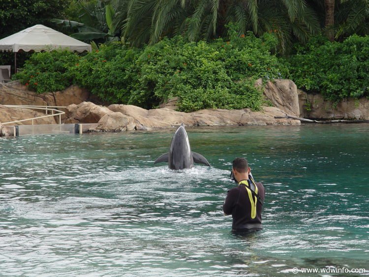 Discovery_Cove_Dolphin_Encounter_28