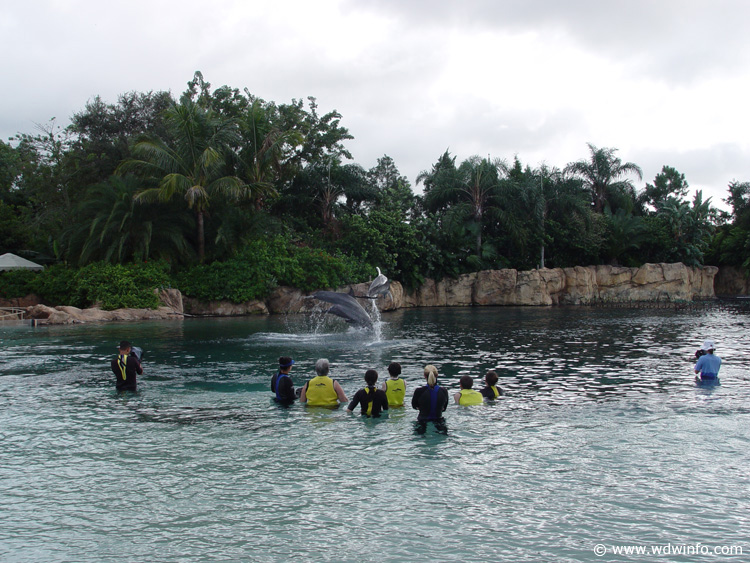 Discovery_Cove_Dolphin_Encounter_29