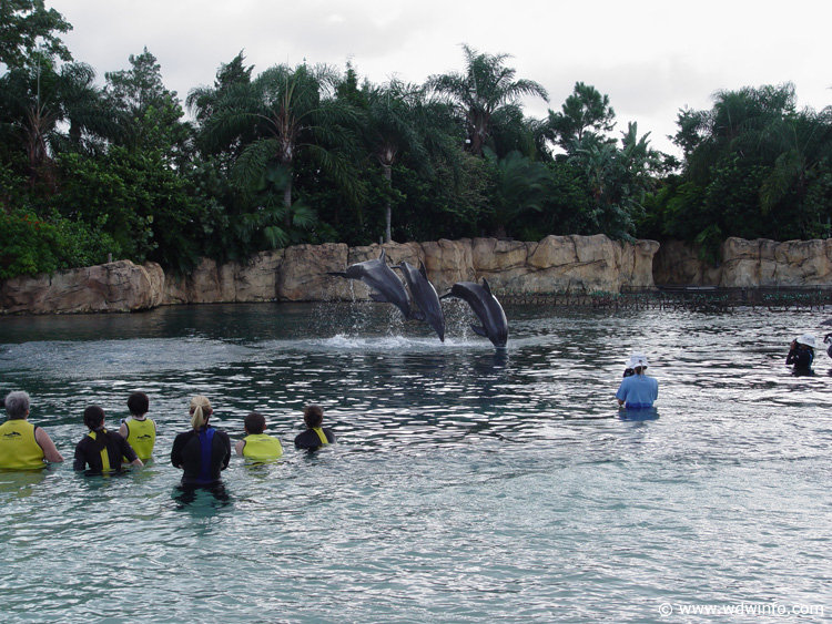 Discovery_Cove_Dolphin_Encounter_30