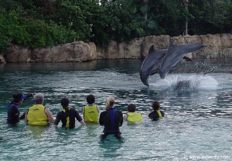 Discovery_Cove_Dolphin_Encounter_31