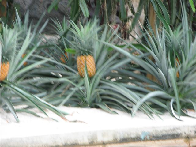 Disney0508a_062_Small_