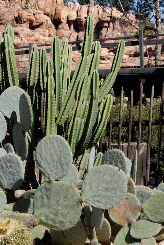Disneyland cactus