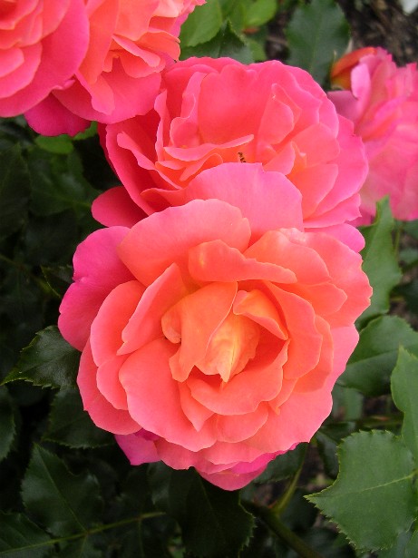 Disneyland Rose