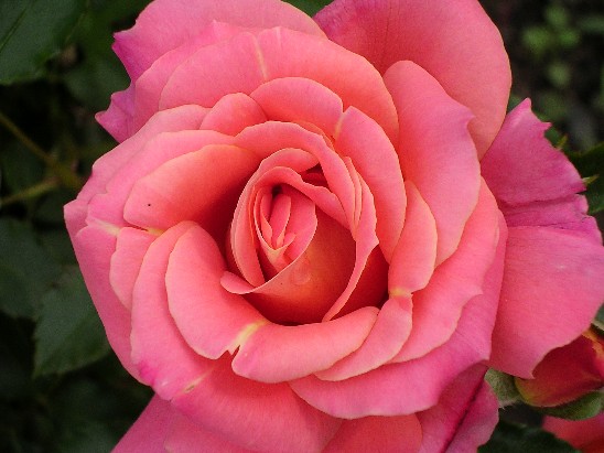 Disneyland Rose