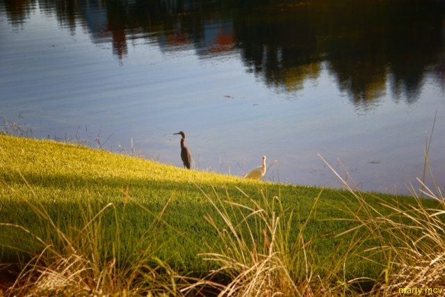 Disney's Saratoga Springs Resort &amp;amp;amp;amp; Spa is a Disney Vaca