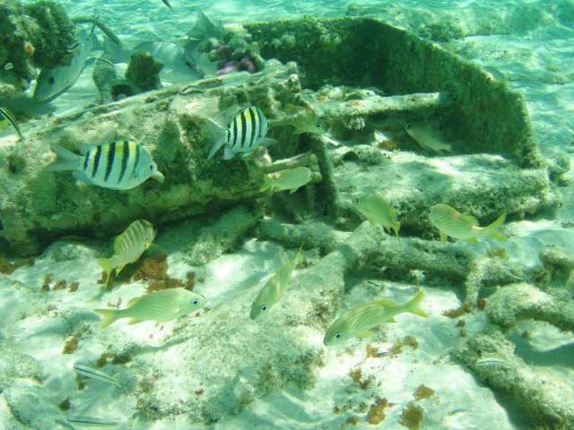 dive1
