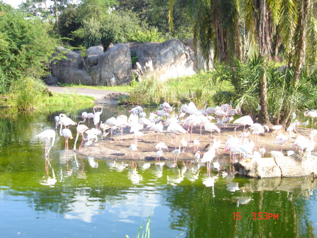 diz_-_ak_flamingos