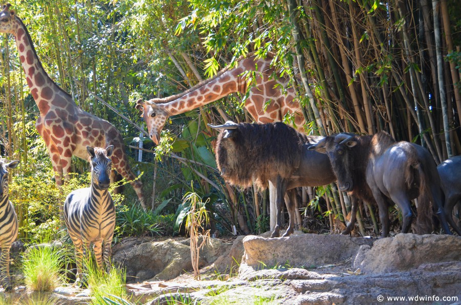 DL-Jungle-Cruise-018