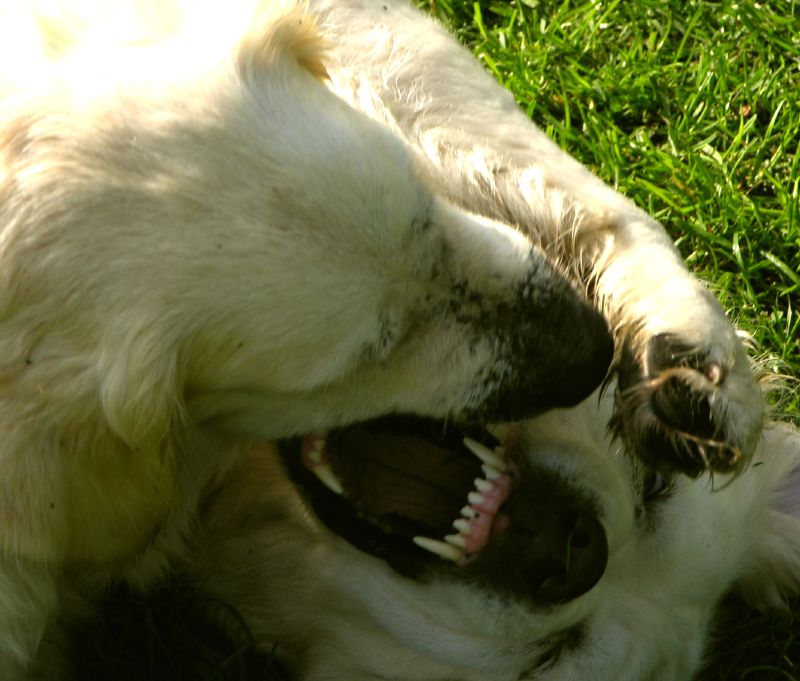 dog-eat-dog