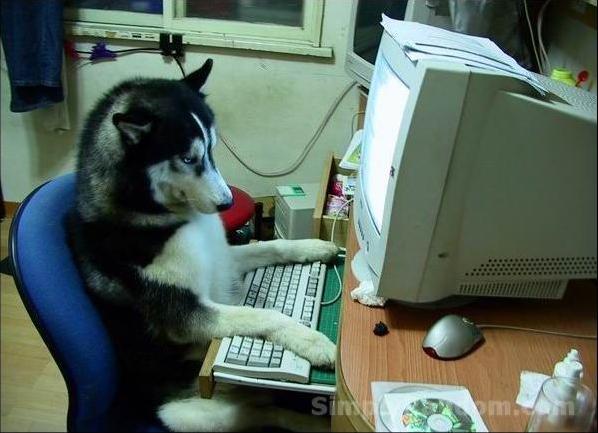 dog