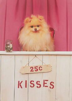 dog_valentine