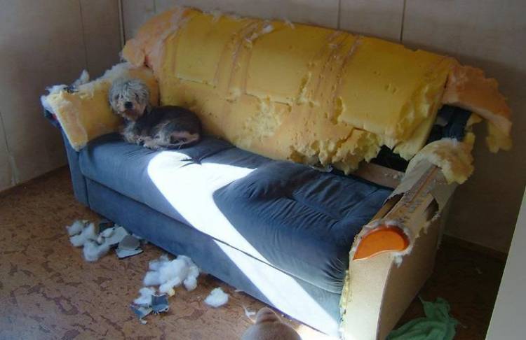 dogoption
