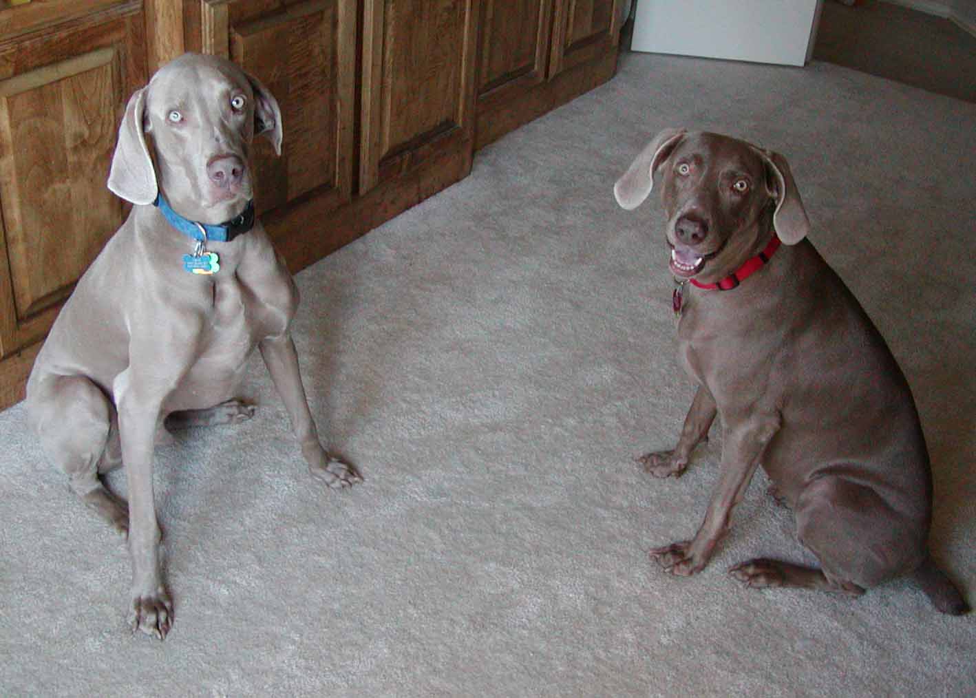 dogs