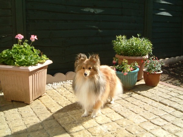 Dogs_089_600_x_450_