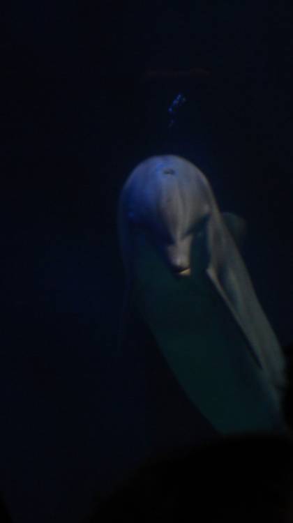 Dolphin blowing bubbles