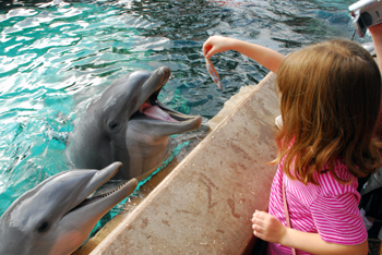 Dolphin Cove