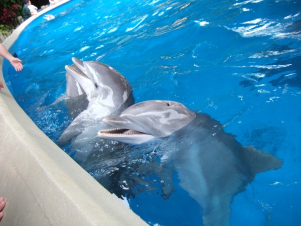 Dolphin Nursery at Sea World