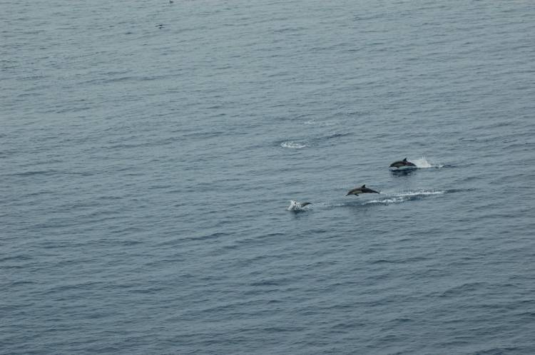 Dolphin Pod