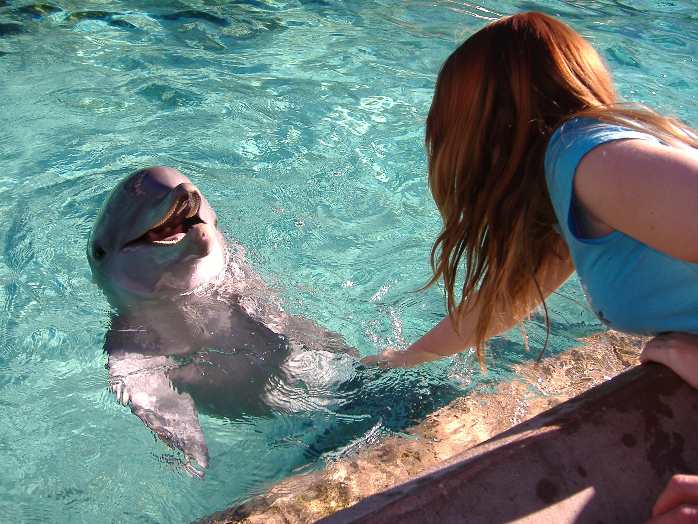 Dolphin pool at SeaWorld