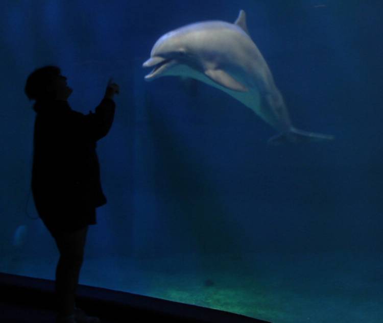 Dolphin Presentation