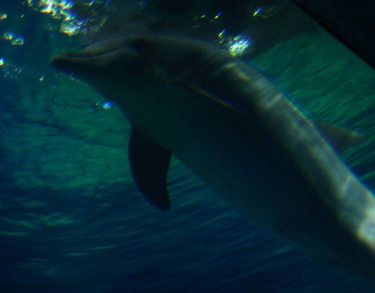 Dolphin