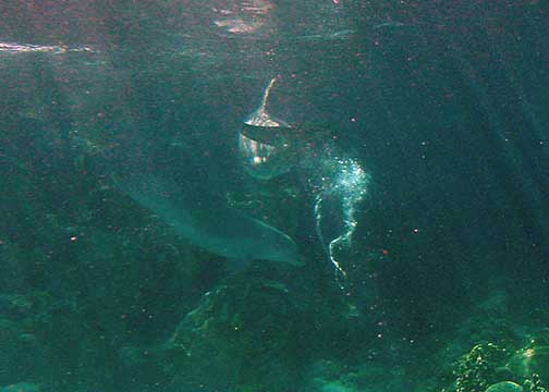 Dolphins at play