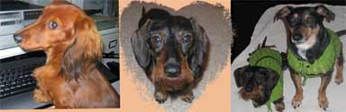 doxiessmall
