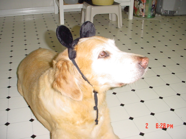 Drag with his Mickey Ears