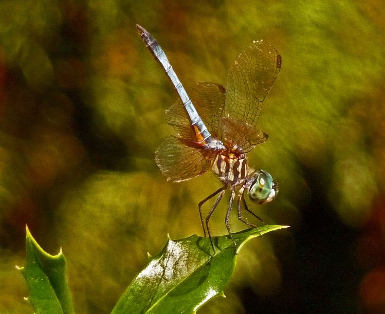Dragon Fly on Holly