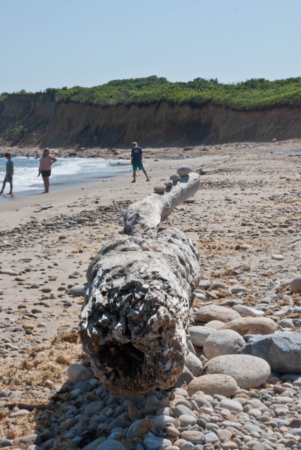 driftwood