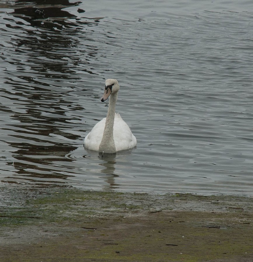 DSC_0092a