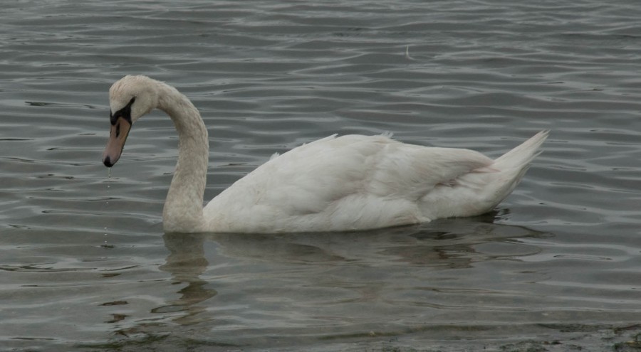 DSC_0095a