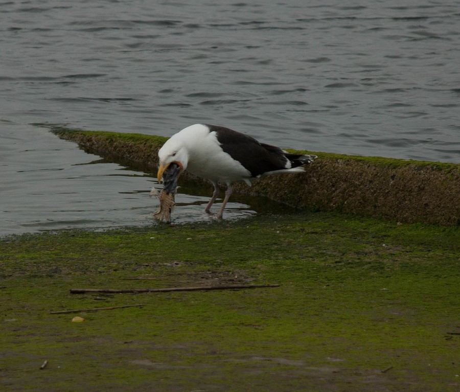 DSC_0102