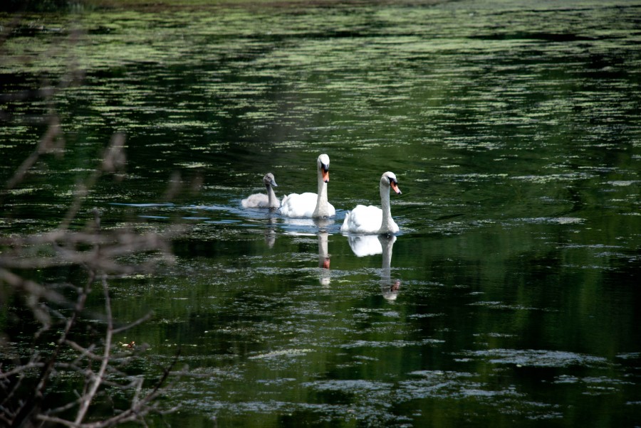 DSC_0128