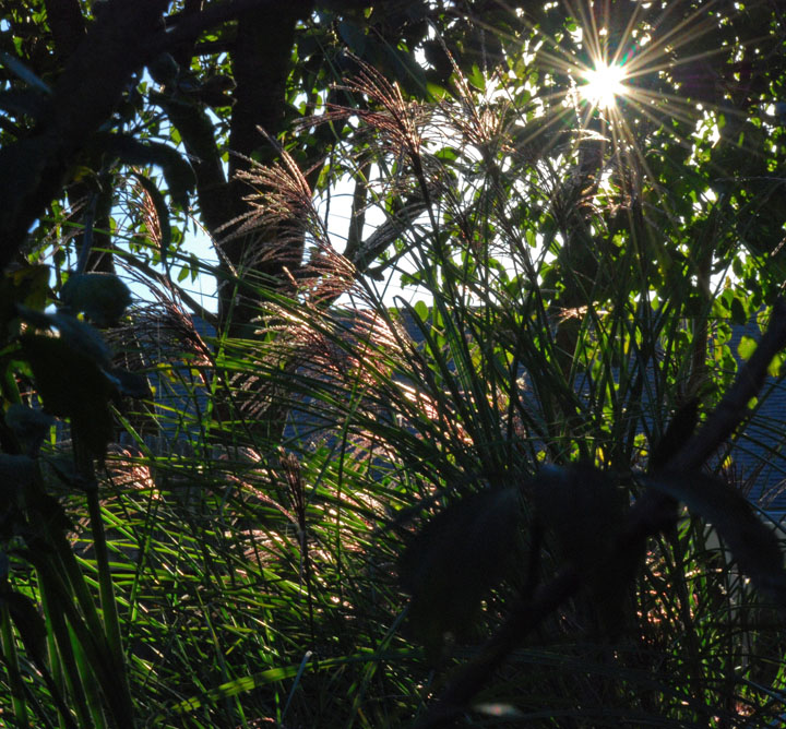 DSC_0391a
