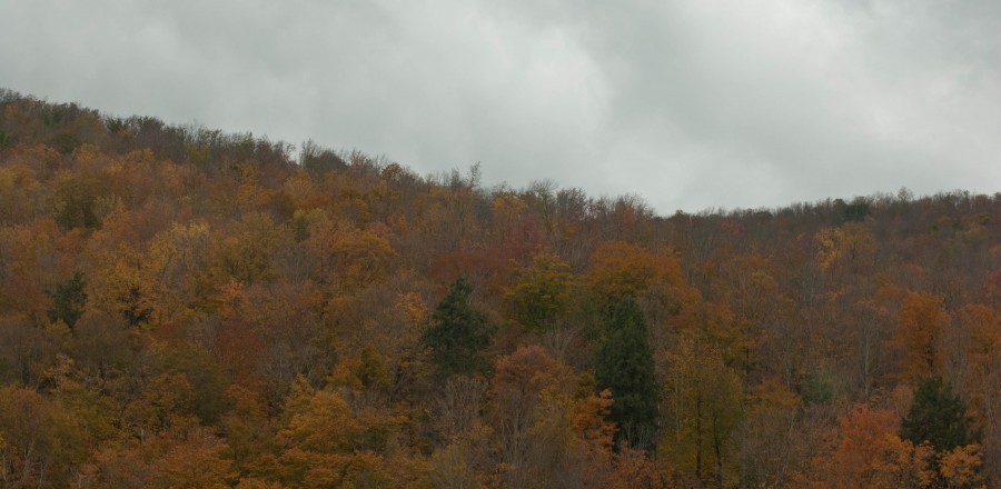 DSC_06017