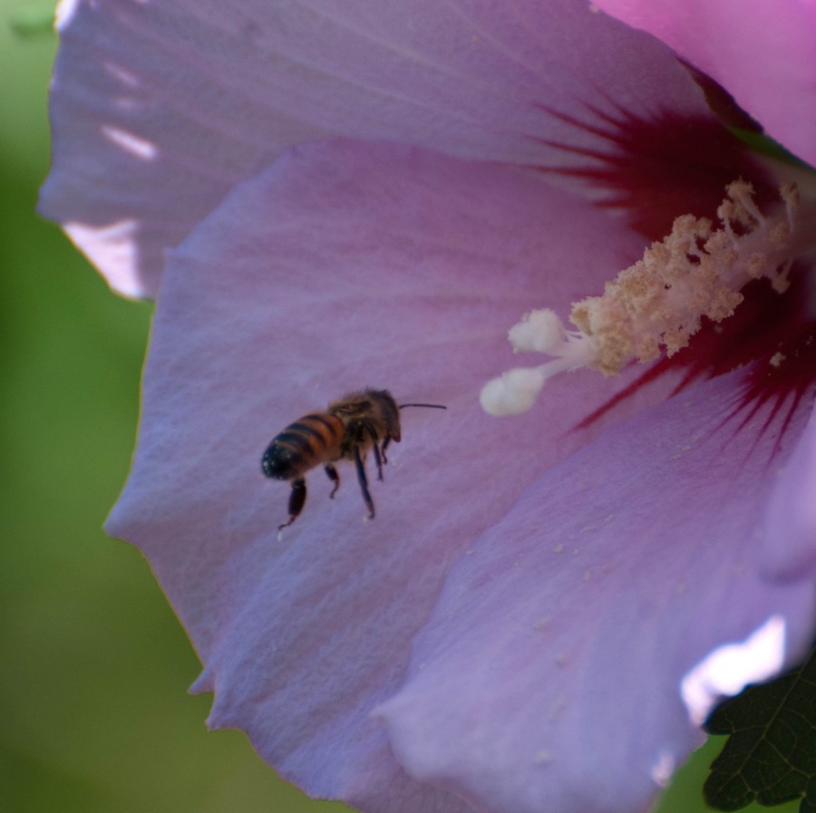 DSC_069013a