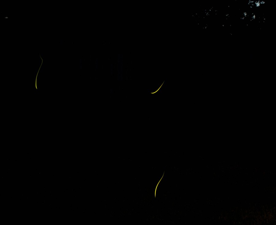 DSC_070210a