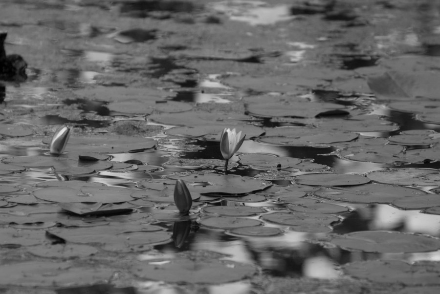 DSC_07379a